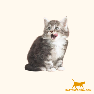 elanco milbemax kitten kat anti wormenmiddel 2 tab 05 tot 2 kg 1