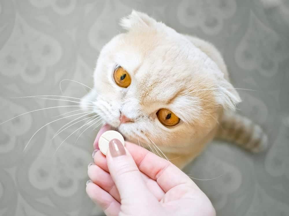 ontwormingsmiddelen voor katten